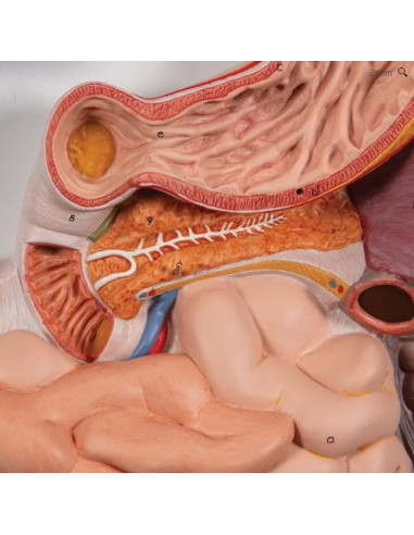 Probavni sustav, 3 dijela