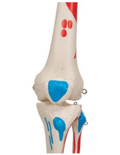 Kostur sa prikazom mišića 2