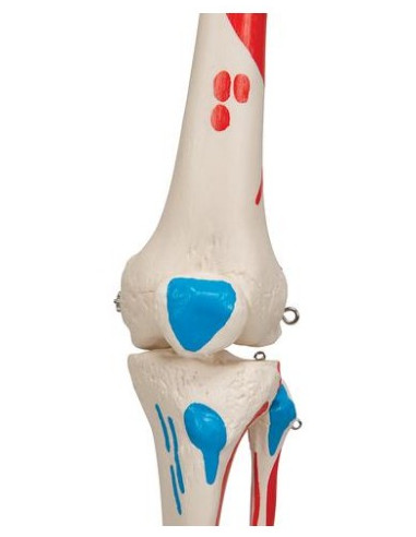 kostur prikaz mišića