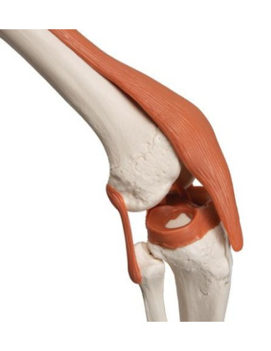 kostur ligamenti