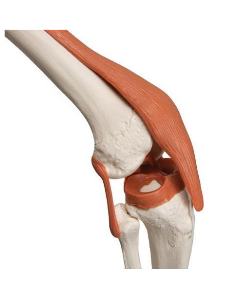 kostur ligamenti
