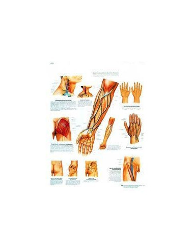 Važne žile i živ. putovi(1359)