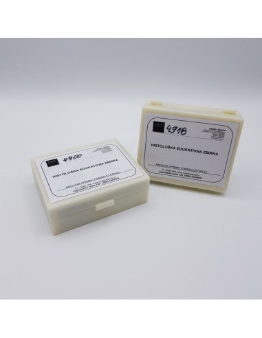 Gušteri, zmije i ptice (4856)