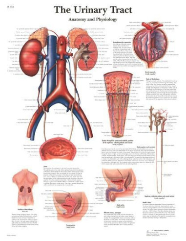 Urinarni trakt (1514)