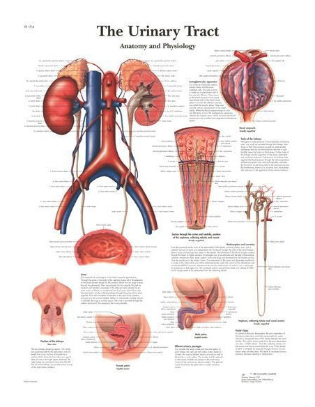 Urinarni trakt (1514)
