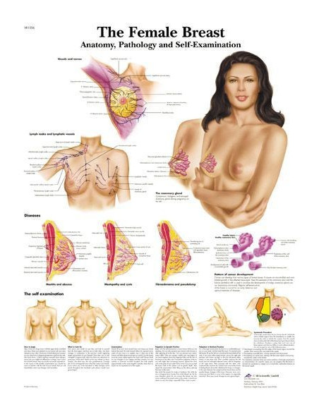 Ženske grudi (1556)