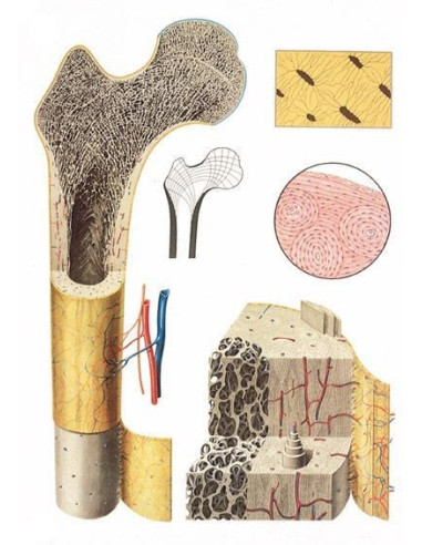 Struktura kostiju (2050)