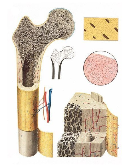 Struktura kostiju (2050)