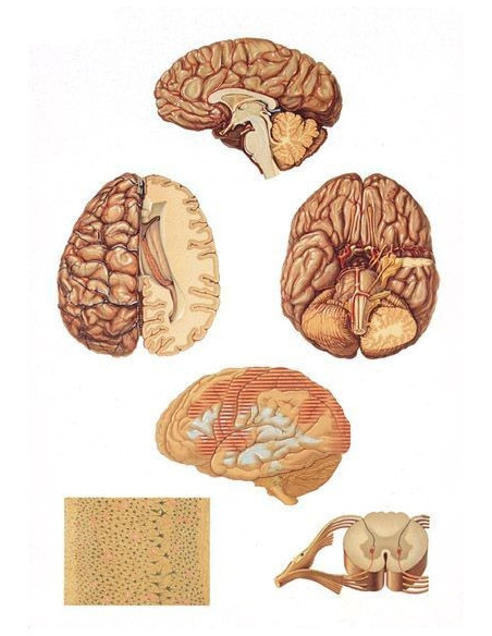 Središnji živč. sustav (2034)