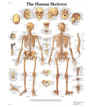 Ljudski kostur (1113)