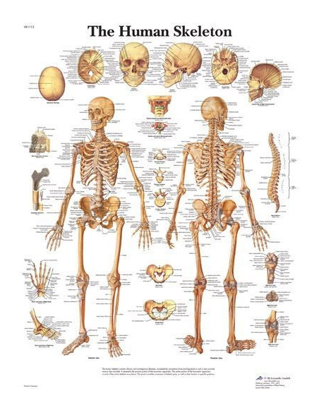 Ljudski kostur (1113)