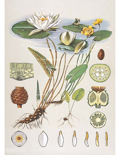 Bijeli vodeni ljiljan